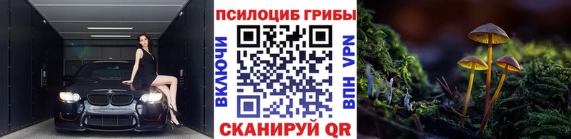 закладки Покров дарк нет клад Галлюциногенные грибы Psilocybine cubensis